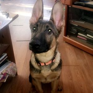 Meet your Posher, Roma